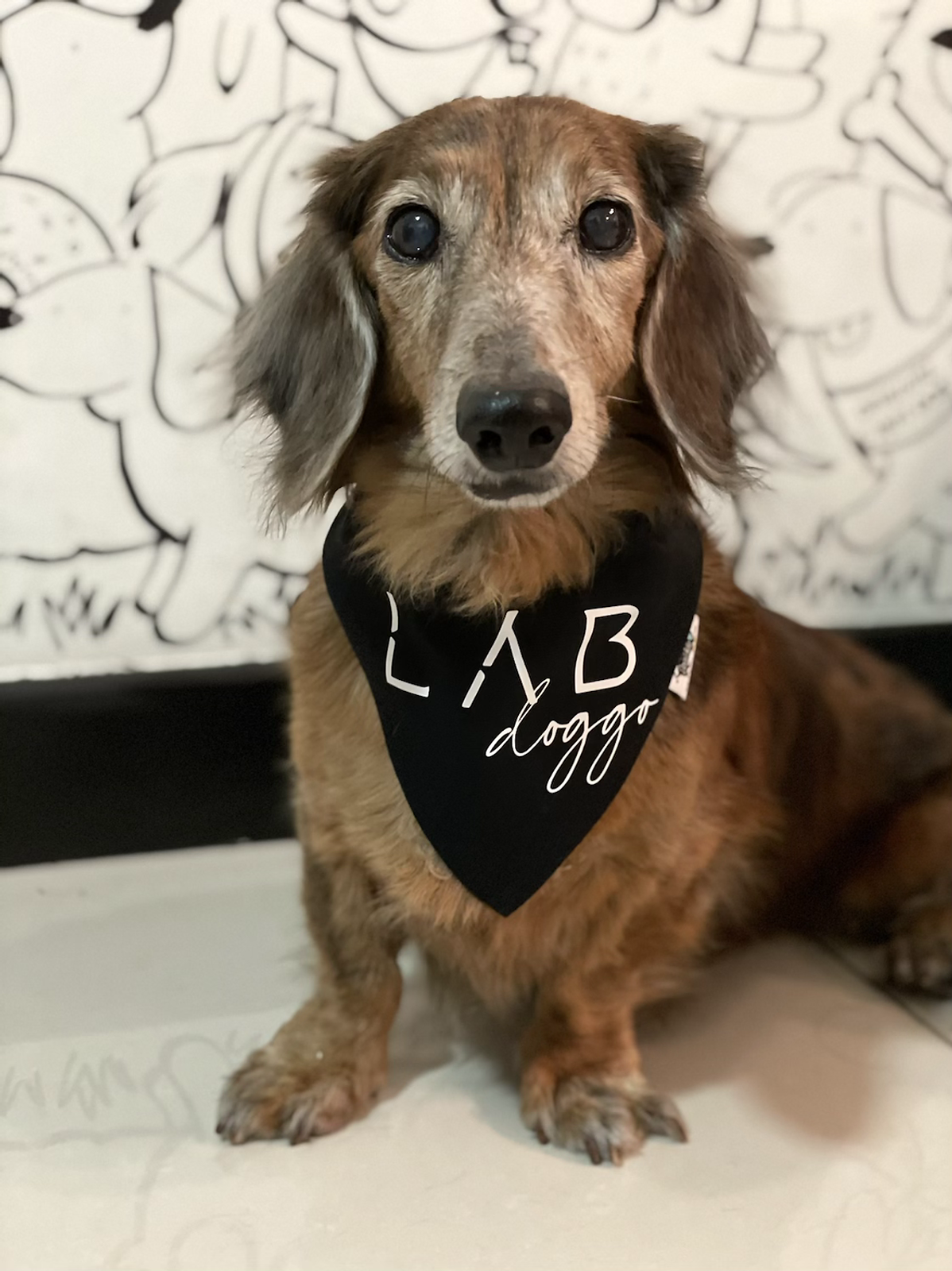 Lab Doggo (Custom)